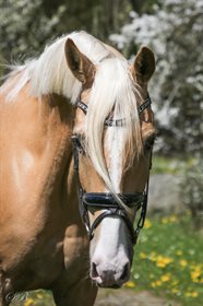 STAUSLYKKE'S ENZO