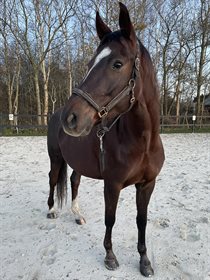 BREDKÆRGAARDS SAQUILA