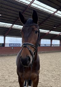 LILLE KÆRGAARDS TOTAL JOY