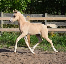 BRETTINGS PETIT MYSTIC