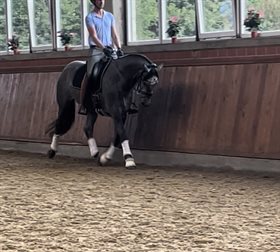 SKOVSØGAARDS CC BALLERINA