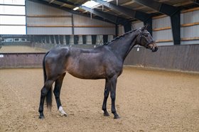 HØJGAARD DRESSAGE