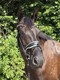 STENHOLTS CHASING HOPE