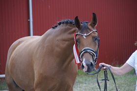 SKÆRGÅRDENS DREAM GIRL