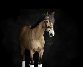 FJORDGLIMT LADY HELENA