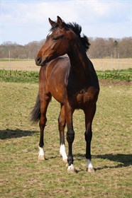 MJANGHØJ'S ONE TRUE GENTLEMAN Z