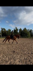 SCHRØTER'S FAIR FELLOW