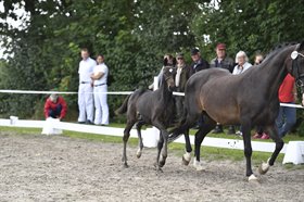 GØRKLINTGÅRDS GRACIE