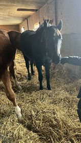 SWEET CHILD O'LYMPIA