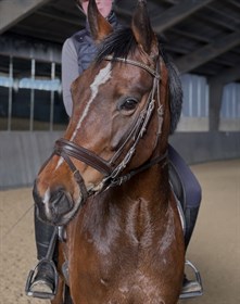 VINSTRUPLUNDS BELLE FLEUR