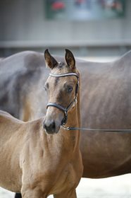 TJØRNEGÅRDENS WASHINGTON