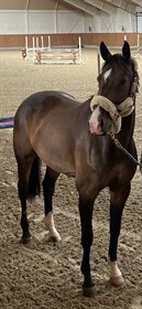 HEJBØLS "Q-THE ONE"