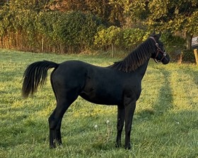 LYBECH'S BELOVED BELLIS