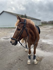 PRETTY PERFECT SHABÉR