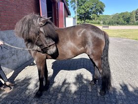 SKUTLA FRA AHL