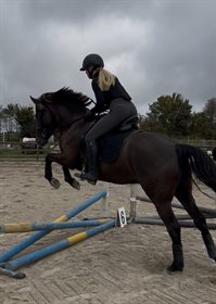 CALANDIAS BLACKCURRANT