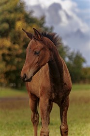 ELLEGAARDENS BON CANEUR