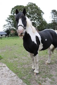 UNIQUE GYPSY HORSES AVALON