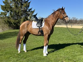 GRAASTENGAARDS DREAM DEVINE