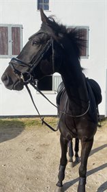 STENSGAARD DARK KNIGHT