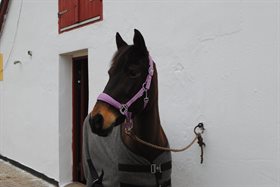 LOLA