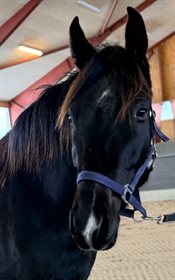 SØNDERGAARD'S BEAT IT