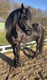 HANNES