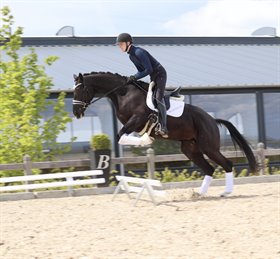 Hesselhoej.dk Auction