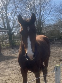 KASTANIEGÅRDENS KIARA