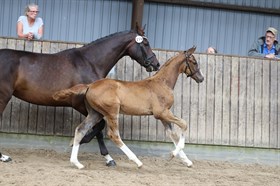 KALHAVE'S FUTURE STAR