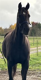 FREDENSDALS CATWOMAN