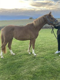 INDEHOLDTS JUMPING JACK