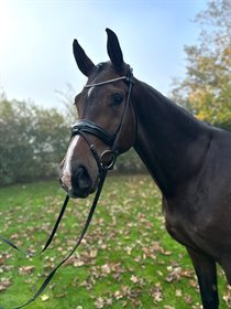 SVALEGÅRDS HOT DANCER