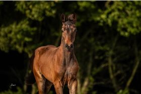 AAGAARDEN'S NICE STYLE