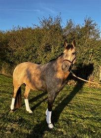 SUNA'S GOLDEN CUBA CARAMEL