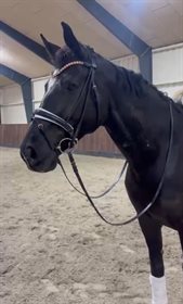 SPANGGAARDS BELLE AMIE