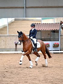 BRANDT DRESSAGE