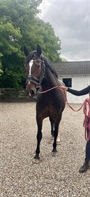 MISS OFELIA HØJBAKKEGAARD