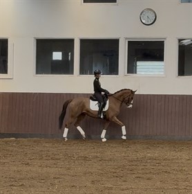 SØNDERGAARDS P.Y.T.