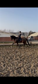 SILKEBORGGÅRDS CALONA