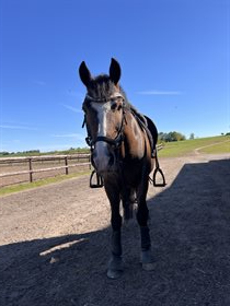 HORSEMOSENS SOYA
