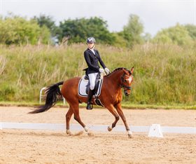 NØRREGÅRDENS LORENZO