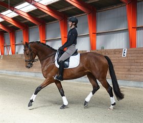 BREDKÆRGAARDS DIVAGOLD