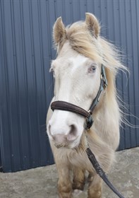 COLORSTABLES MYSTIQUE