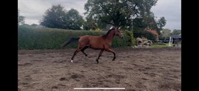 KIELSGAARDENS MC GANGSTER