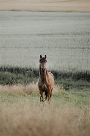 MANITOBA PILEKÆR