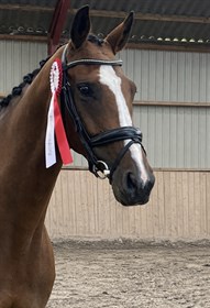 STENKÆRGÅRDS FREE WILL