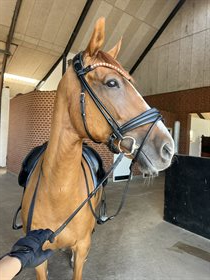 SKRÆPLUNDS MONIQUE DELIGHT