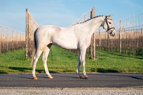 DOLF VAN BLOMMERSCHOT