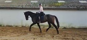 DALSGAARD'S ZACKOTINO